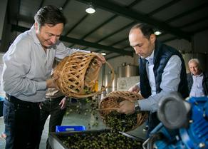Levan Davitashvili attended olives harvesting