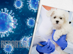 Нужно ли вакцинировать домашних животных от COVID-19?