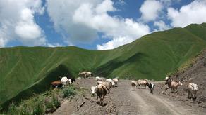 People in Kazbegi resume cattle breeding activities