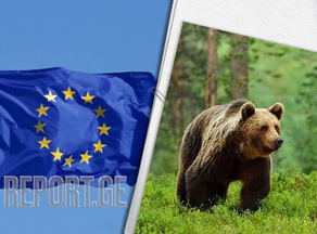 ევროკავშირი რუმინეთს დათვების დათვლისთვის 11 მილიონ ევროს გამოუყოფს