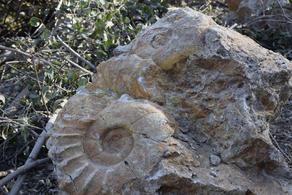 სოფელ ლაშეში 113 მილიონი წლის წინანდელი ნამარხი მოლუსკები იპოვეს - PHOTO