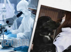 Ученые создали вакцину от аллергии от собак