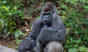 13 горилл в зоопарке США заразились COVID-19