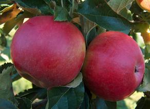 Правительство Грузии просубсидирует цену на яблоки в размере 10 тетри