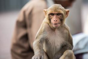 ტაილანდში COVID-19-ის ვაქცინის მაიმუნებზე ტესტირება დაიწყეს