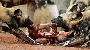ველურმა ძაღლებმა 16 ცხოველი მოკლეს