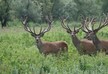 Stags fighting in Borjomi-Kharagauli National Park - VIDEO