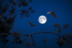ჰელოუინის ღამეს ცაზე ლურჯი მთვარე გამოჩნდება