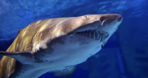 უიშვიათესი შემთხვევა ავსტრალიაში - ზვიგენი მამაკაცს მდინარეში დაესხა თავს