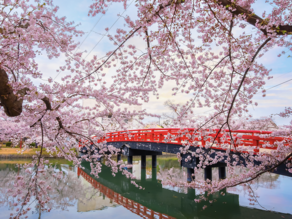 Cherry blossom season begins in Japan