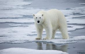 არქტიკული ყინულის დნობამ, შესაძლოა, პოლარული დათვების მოწამვლა გამოიწვიოს