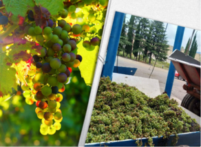 120 thousand tons of grapes processed in Kakheti
