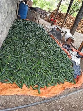 Jibe Company to purchase Marneuli cucumber amid lockdown - PHOTO