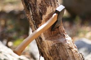 В Грузии меняется практика заготовки древесины