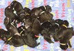 British dog gives birth to world record litter of 21 puppies