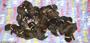 В Великобритании собака родила 21 щенка и установила мировой рекорд