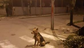 A dog left in a street of Batumi is waiting for the owner