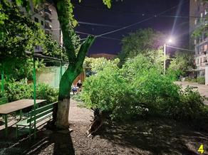 В Рустави сильный ветер вырвал деревья