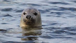 Сообразительный тюлень похитил рыбу у неопытного рыбака - ВИДЕО