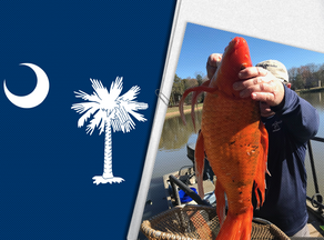 В Южной Каролине в озере нашли четырёхкилограммовую золотую рыбку - ФОТО