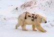 Polar bear spray-painted with 'T-34' - VIDEO
