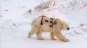 Polar bear spray-painted with 'T-34' - VIDEO