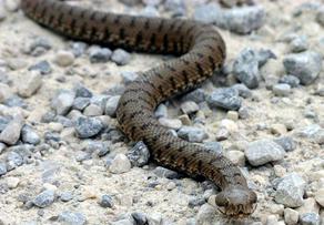 A girl bitten by poisonous snake in Gori