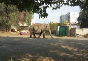 ხარკოვის ქუჩაში სპილომ გაისეირნა
