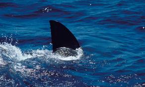 კუინზლენდში ზვიგენი მამაკაცს თავს დაესხა და მოკლა
