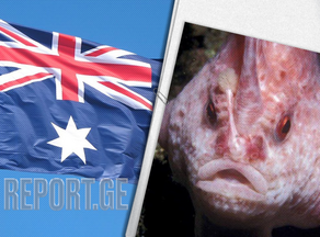 ავსტრალიაში იშვიათი ვარდისფერი თათებიანი თევზი შენიშნეს - VIDEO
