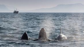 Orca-ს ვეშაპები ისლანდიიდან 5000 კილომეტრის მოშორებით, იტალიაში მიდიან