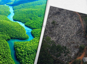ამაზონში წელს ტროპიკული ტყეების გაჩეხვის ყველაზე მეტი შემთხვევა დაფიქსირდა