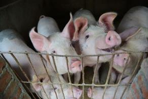 Ученые: Большая часть свиней умрет от чумы