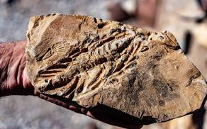 Remains of Ichthyosaur found in southwestern Australia