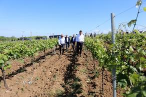 Как правительство Грузии поможет виноградарству и виноделию