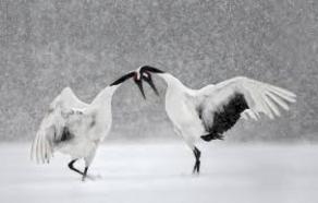 На Хоккайдо в снегу танцуют японские журавли - ВИДЕО