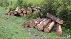 ხე-ტყის უკანონო ჭრების შედეგად, სახელმწიფოს 2017-2019 წლებში 20 მლნ ლარის ზიანი მიადგა