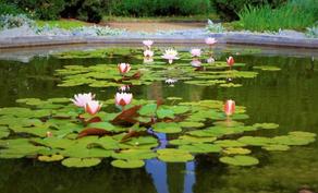 В Тбилисском ботаническом саду пройдет выставка цветов