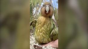 წლის ფრინველი - ჩასუქებული თუთიყუში ინტერნეტს იპყრობს  - VIDEO
