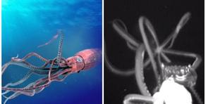 აშშ-ში გიგანტური კალმარი აღმოაჩინეს - VIDEO