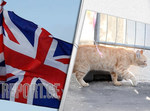 В Великобритании кошка преодолела 40 км, возвращаясь домой