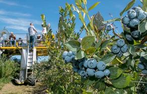 Guria region to harvest 250 tonnes of blueberry