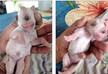 'Real-life cyclops' puppy shocks owners after being born with ONE EYE - VIDEO