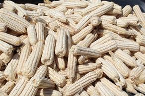 Грузия в этом году экспортировала в Азербайджан 51,9 тонны кукурузы