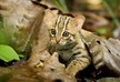 Как выглядит самая маленькая в мире дикая кошка?