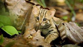 The world's smallest wild cat is incredibly cute