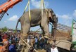 Rogue Bin Laden Elephant That Killed 5 Caught In Assam