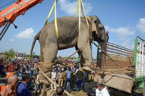Слон, по кличке Усама бен Ладен, убивший 5 человек, был пойман
