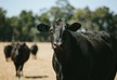 Впервые в Грузии пройдет выставка высокопродуктивного скота