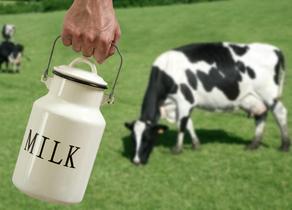 Georgia launches new dairy development  program